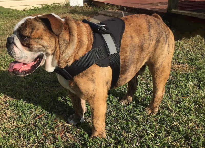 HDP Big Dog Soft No Pull Harness Size:Medium Color:Black - Image 1